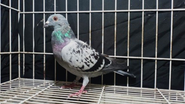 Producto - 1920437/25  Macho Origen De Klack Van Lomm