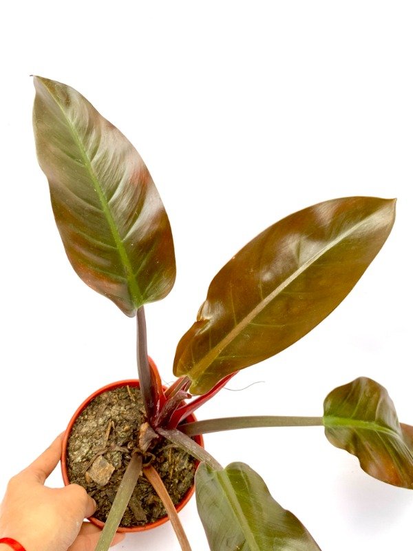 Producto - Philodendron imperial Red en maceta N15