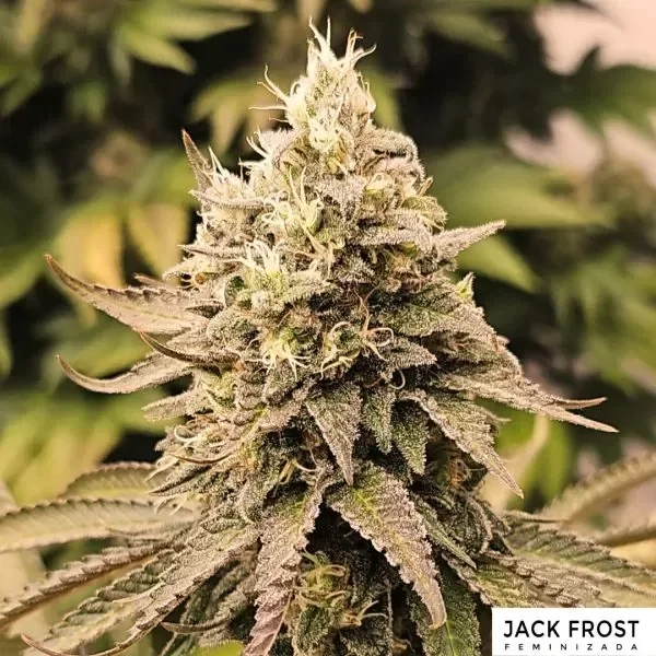 Producto - Jack frost ADN seeds company
