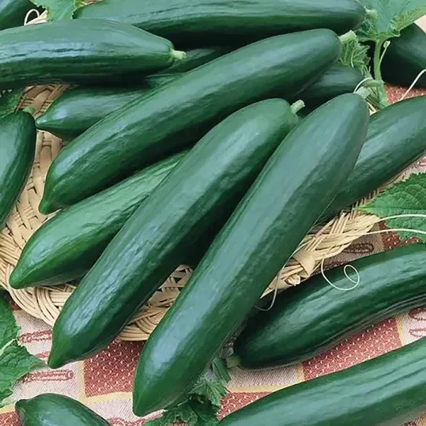 Producto - Semillas De Pepinos Tendergreen