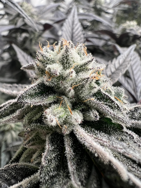 Producto - Mooncake x3 - Satan y Co Genetics