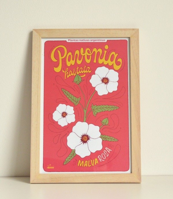 Producto - Print - Pavonia hastata, malva rosa