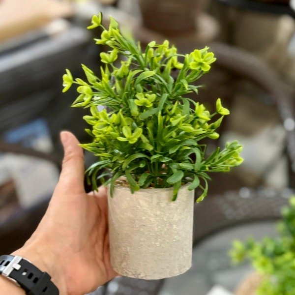 Producto - Planta Con Maceta 371578