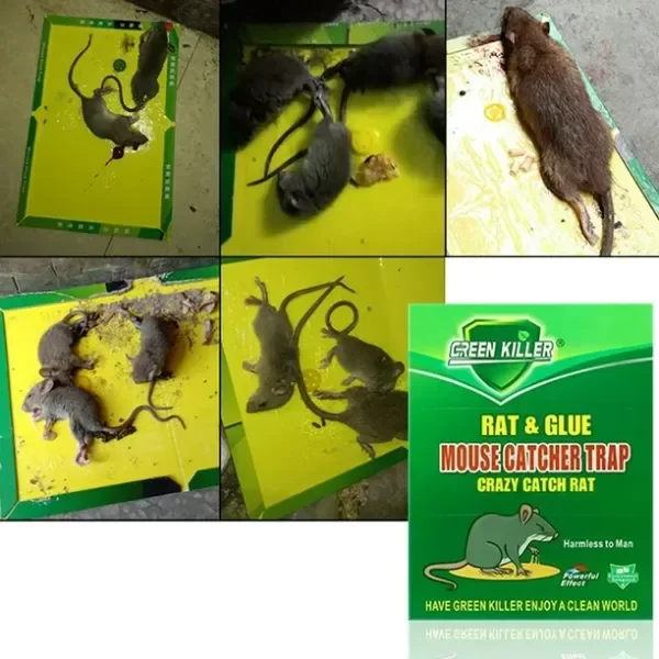Producto - pegamento trampa para ratas