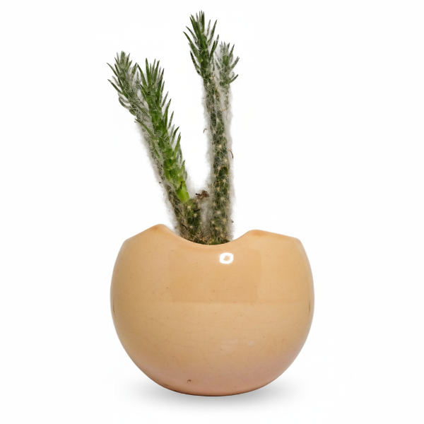 Producto - Germina rosa - Maceta