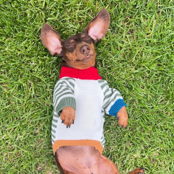 Producto - SWEATER WALLY