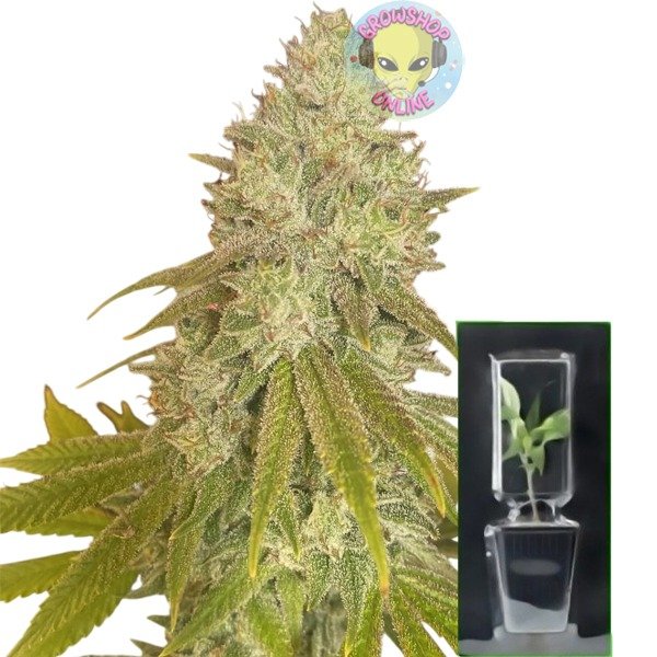 Producto - Esqueje Critical x Loco Yorsh - Batekú
