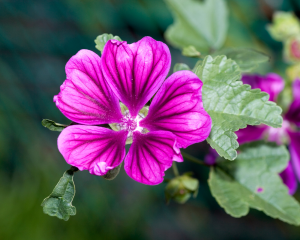 Producto - Semillas De Malva Sylvestris Mauritiana - 2