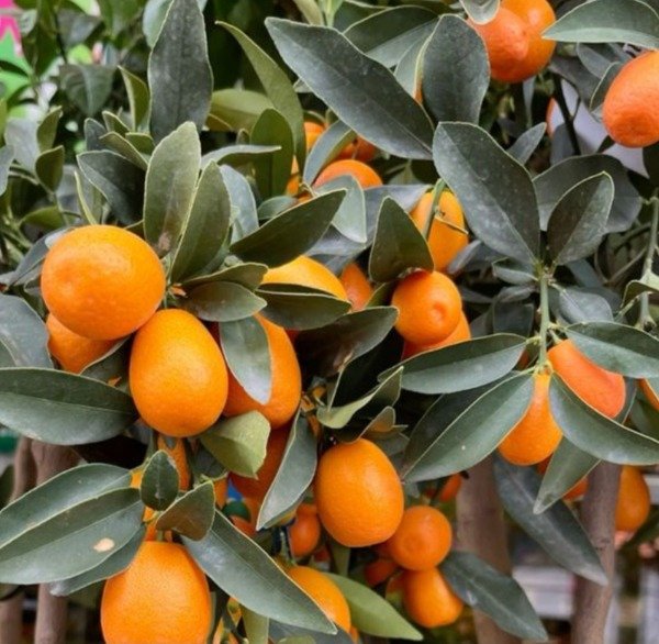 Producto - Citricos - 10