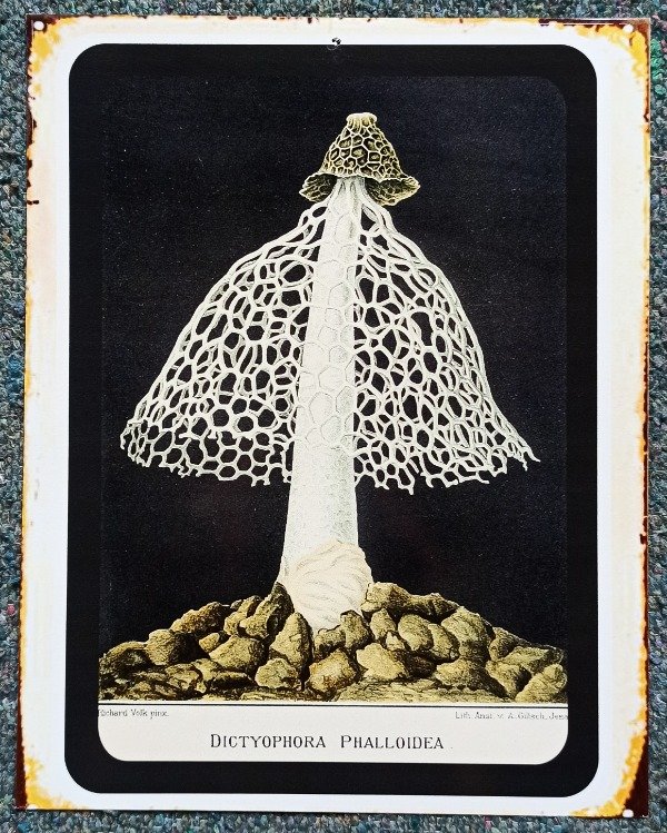 Producto - DICTYOPHORA