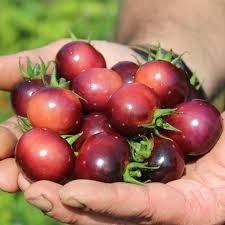 Producto - Tomate cherry glossy rose blue