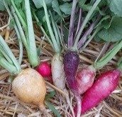 Producto - Rabanito Mix