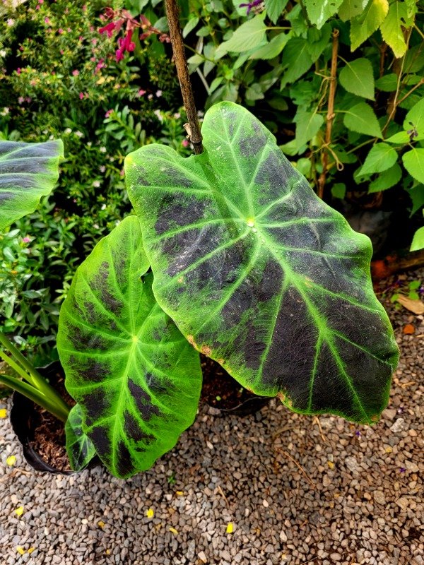 Producto - Colocasia Imperial