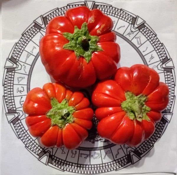 Producto - BERENJENA GOYO KUMBA