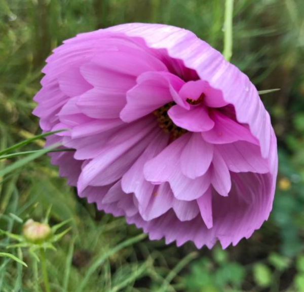 Producto - Cosmos bipinnatus Cupcakes Sakura