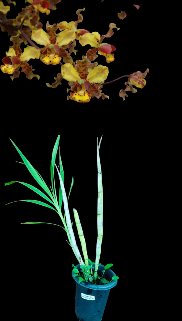 Producto - Cyrtopodium Saintlegerianum