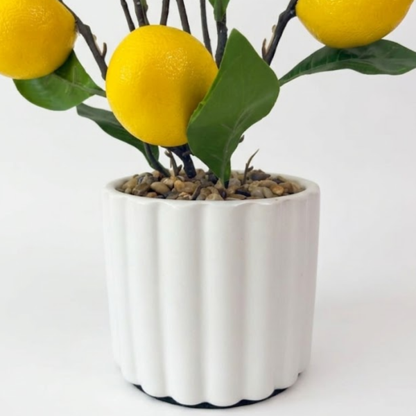 Producto - Limonero Citrus - 35cm - 3
