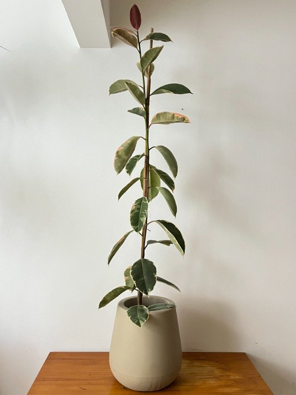 Producto - Gomero Tineke Grande