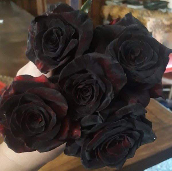 Producto - Fuego Negro EN MACETA