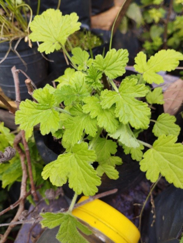 Producto - Citronella