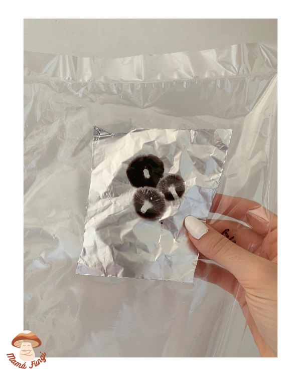 Producto - Sello de esporas