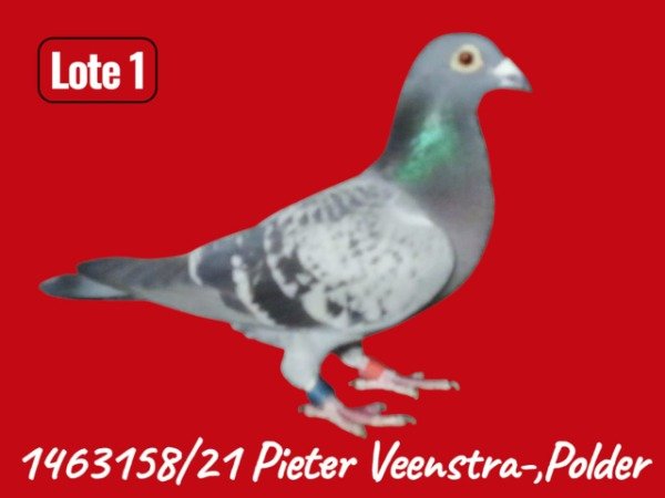 Producto - LOTE 1 1463158 / 21
