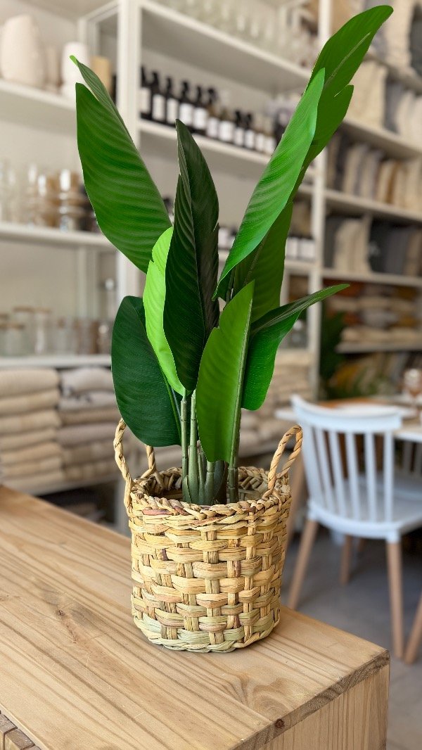 Producto - Junco Chico