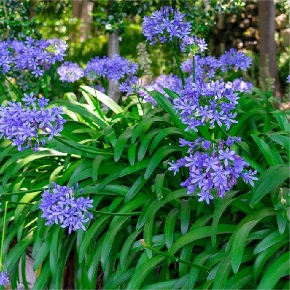 Producto - Agapanthus