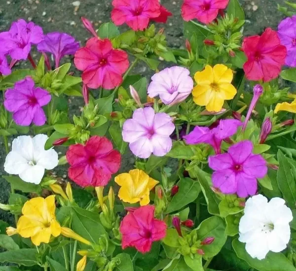 Producto - Bulbos Gigantes De Mirabilis Jalapa (1 bulbo) - Don Diego - Bella De Noche