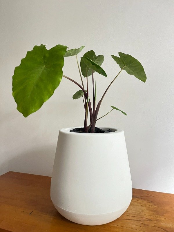 Producto - Alocasia Purple