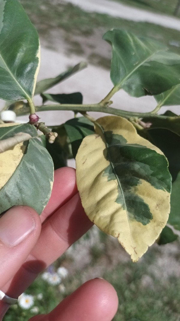 Producto - Limonero Variegado - 1