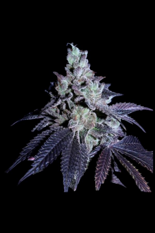 Producto - MIRACLE BREATH - SWEED LAB. Pack 4 semillas