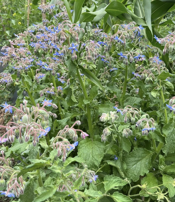 Producto - SEMILLAS DE BORRAJA HIERBA AROMATICA COMESTIBLE Y MEDICINAL