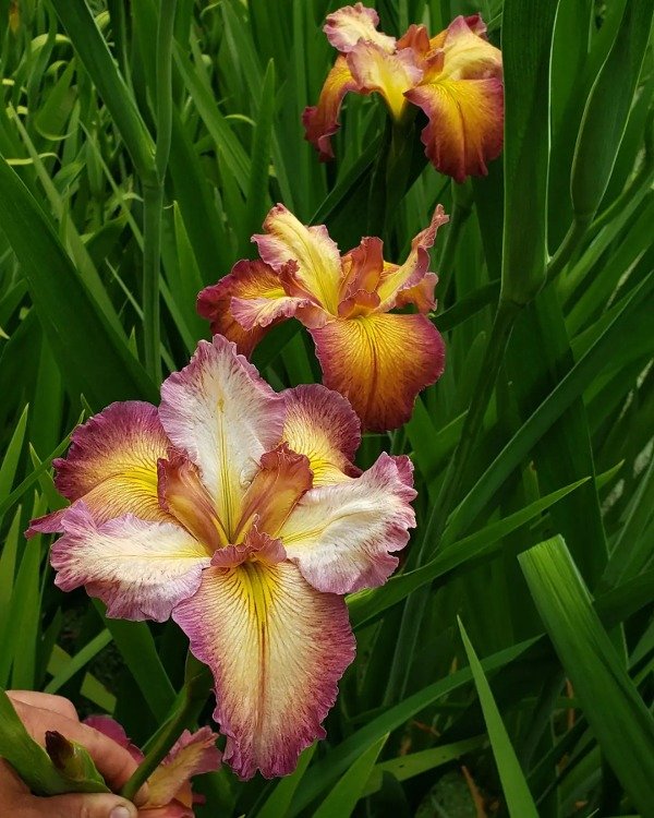 Miniatura de producto - 3