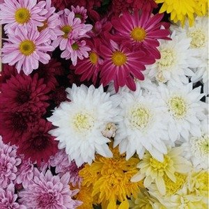 Producto - Chrysanthemum (Crisantemo) x cajón