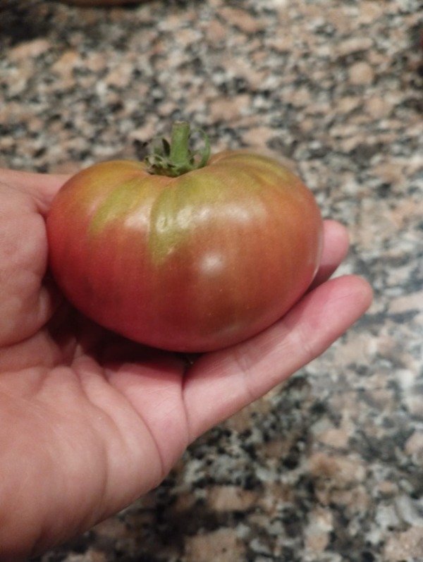 Producto - Tomate Rosella purple