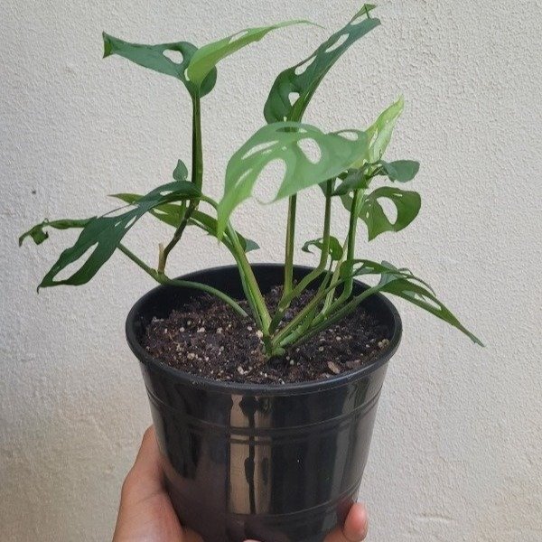 Producto - Monstera Peruviana
