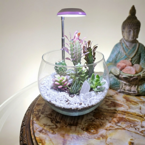 Producto - Terrario Cactus y Suculentas con Luz Led