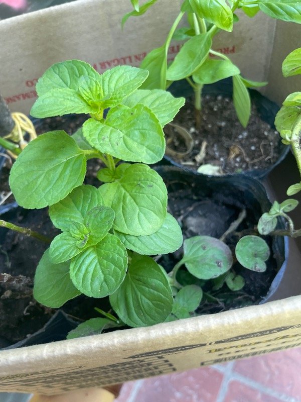 Producto - Menta hojas redondas