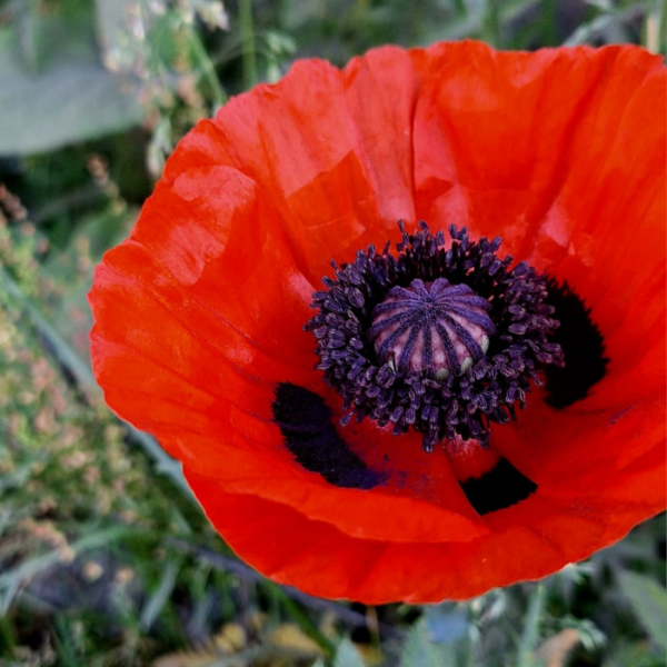 Producto - AMAPOLA DOBLE NARANJA