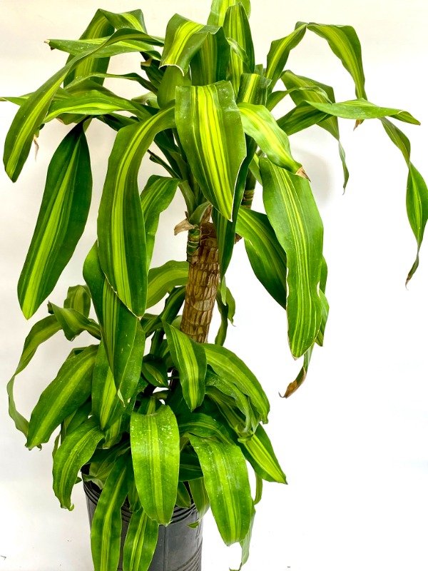 Producto - Palo de Agua en maceta de 7 Litros