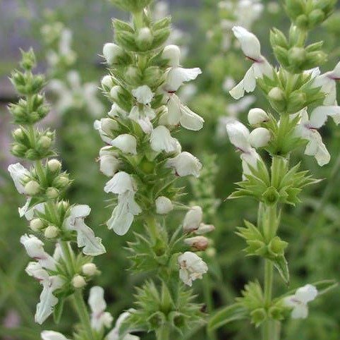 Producto - 30 Semillas Stachys recta