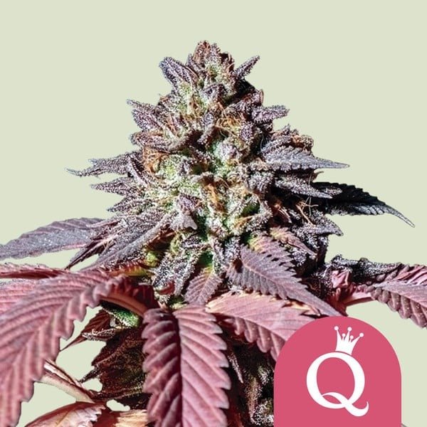 Producto - Purple Queen Royal Queen Seeds