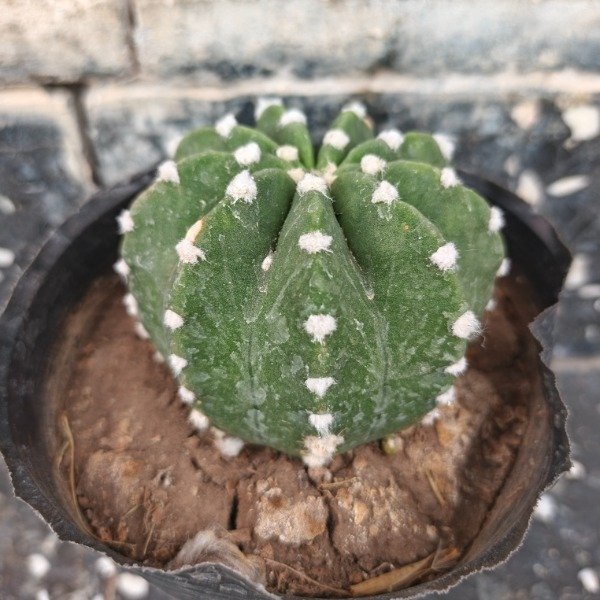 Miniatura de producto - 2