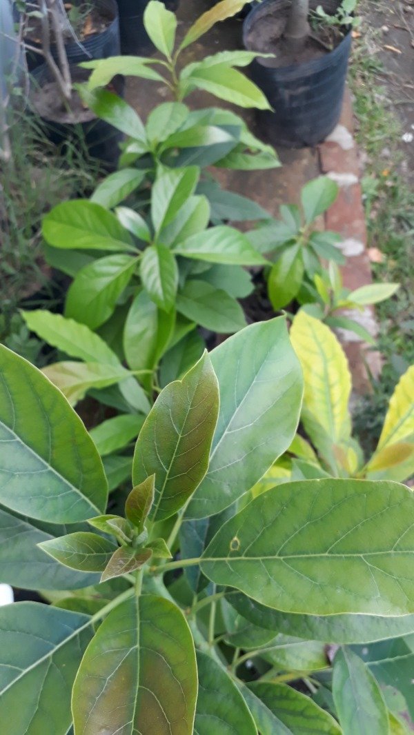 Producto - Palta