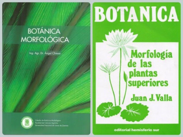 Producto - Botánica Morfológica + Botánica - Morfología de las Plantas Superiores