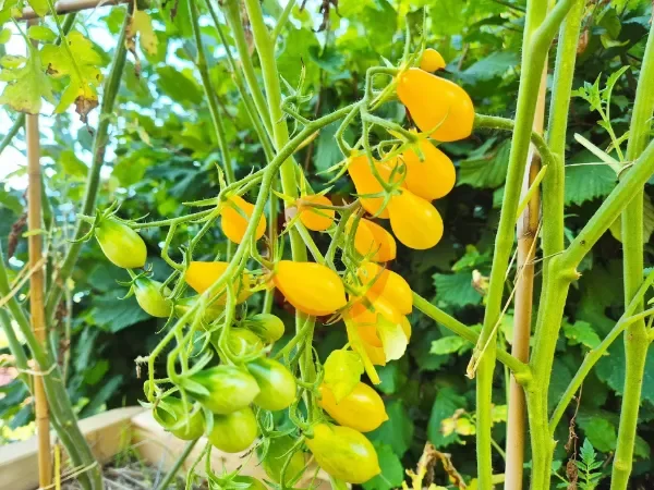 Producto - SEMILLAS DE TOMATE CHERRY SWEET BEVERLY