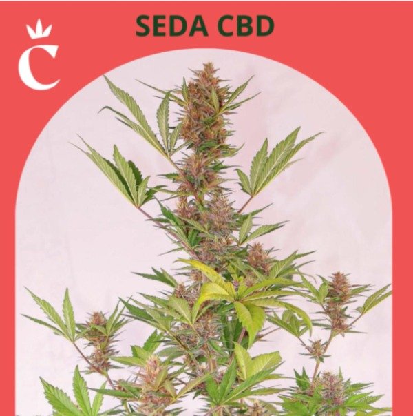 Producto - SEDA CBD