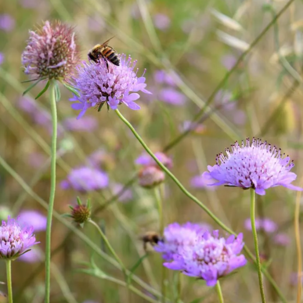 Producto - 30 Semillas Kanutia arvensis