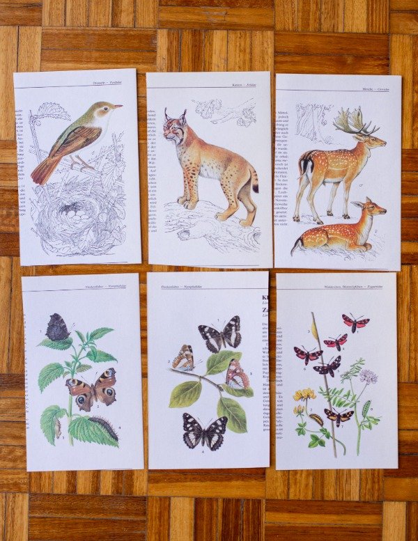 Producto - Láminas Fauna III